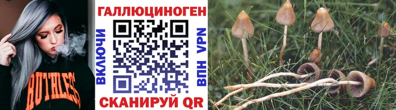 МЕГА   Гатчина  Псилоцибиновые грибы мицелий 